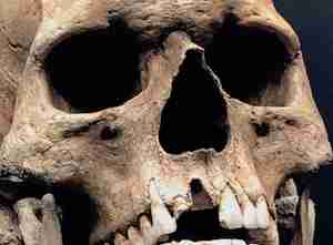 potteries museum skull