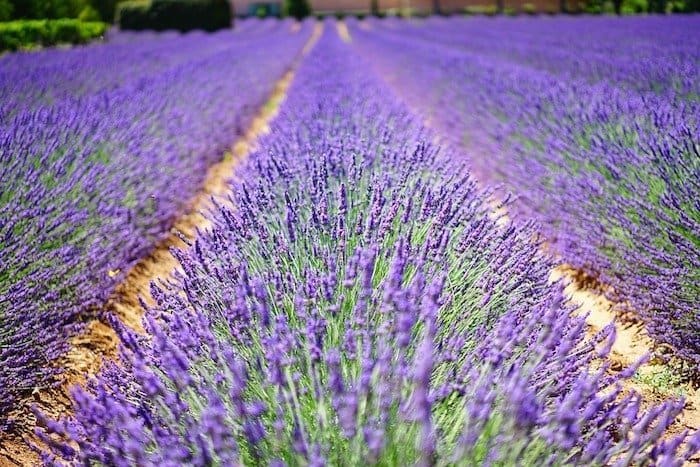 Lavender