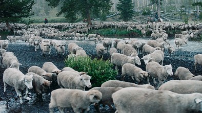 Sweetgrass Documentary Review