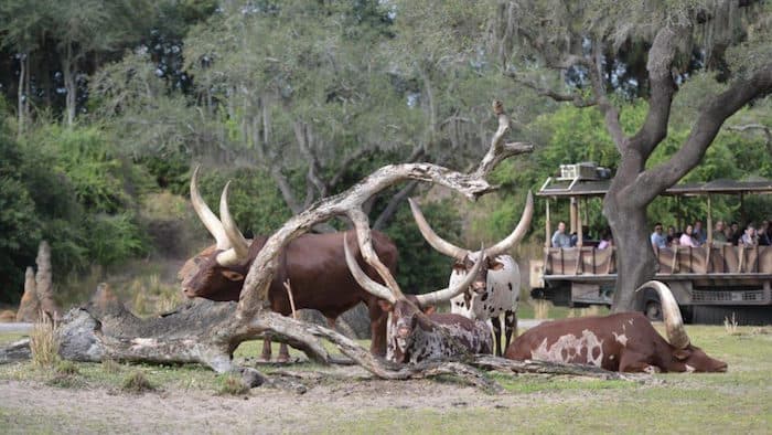 Disney Plus Animal Kingdom Documentary