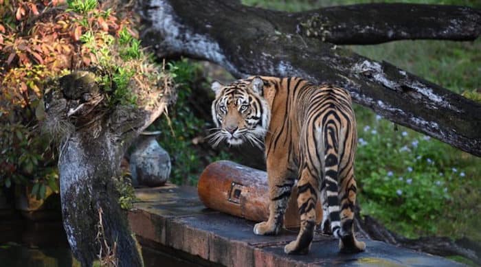 Disney's Animal Kingdom Tiger