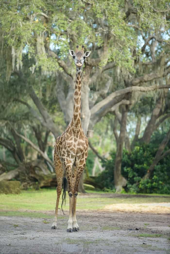 Giraffe Disneys Animal Kingdom