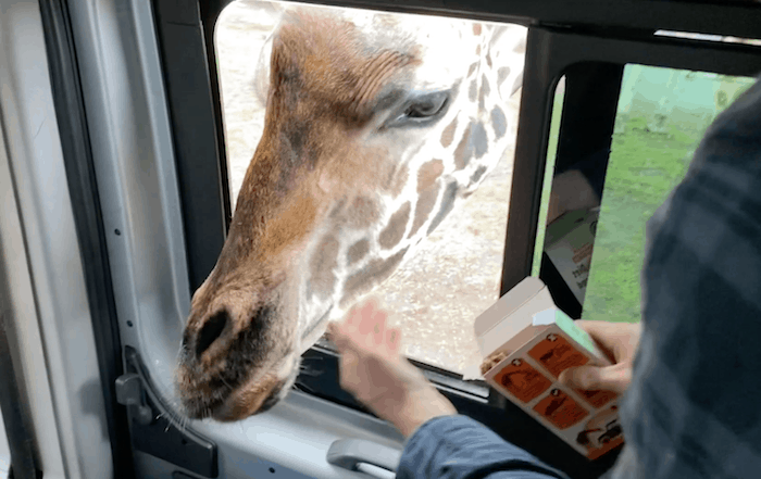 Giraffe Feeding at West Midlands Safari Park