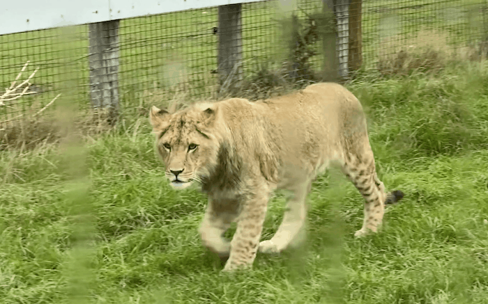 Lion Cub West Mids Safari Park