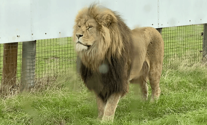 Lion West Midlands Safari Park