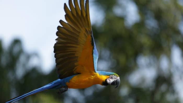 Magic of Disney's Animal Kingdom Review