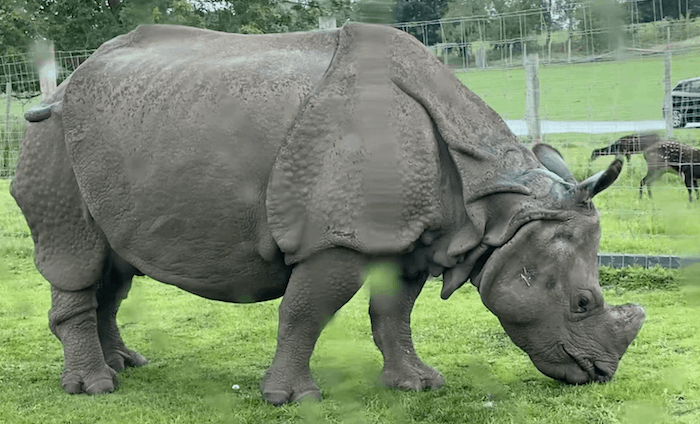 Rhino West Mids Safari Park
