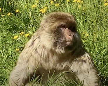 Monkey Forest Trentham Review