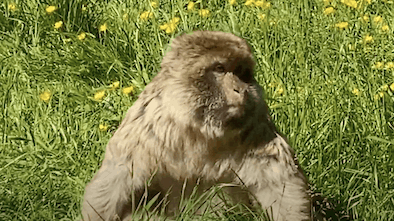 Monkey Forest Trentham Review