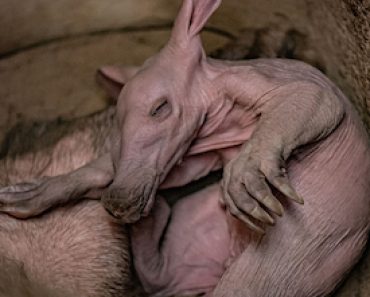 Baby-aardvark Chester Zoo