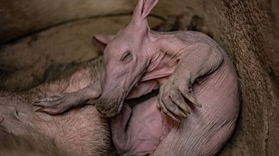 Baby-aardvark Chester Zoo