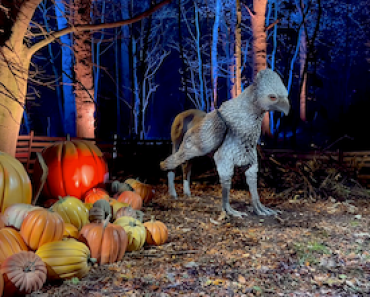 Hipogriff Harry Potter Forbidden Forest Experience