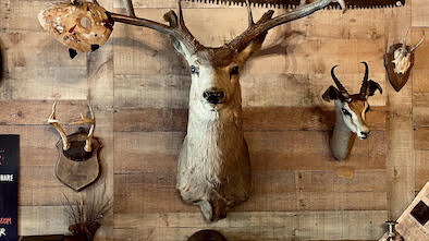 Camp Horror Mystic Museum