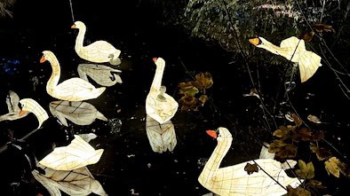 Lanterns and Lights Chester Zoo Review