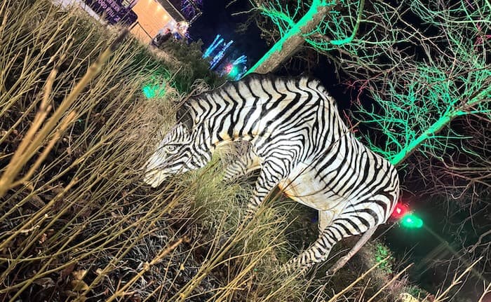 Zebra Lantern
