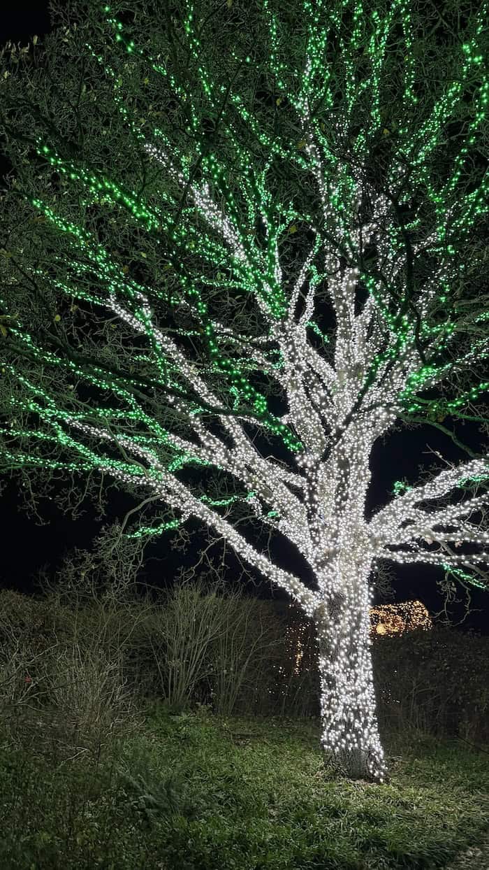 Lights on Tree Trentham 