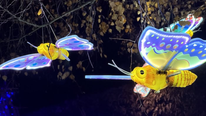 Winter Light Trail Trentham