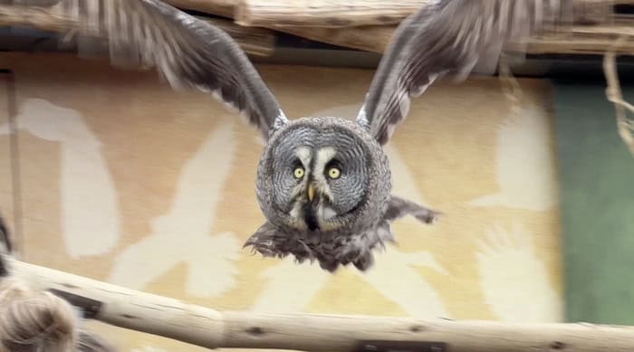The Lost Feather Bird Show